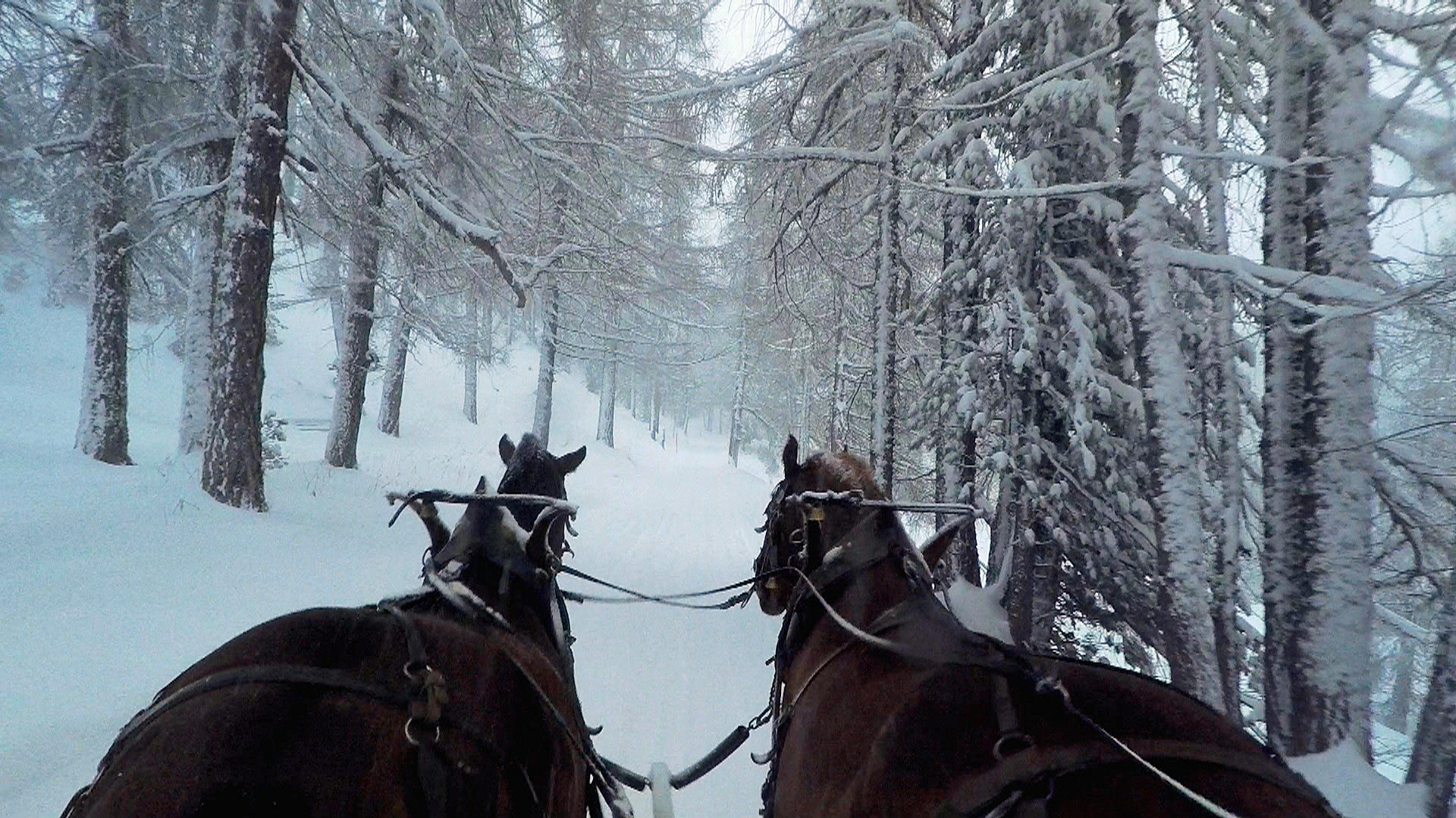Horses pulling carriage in snow